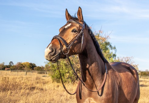 Dark brown Flash noseband comfort bridle